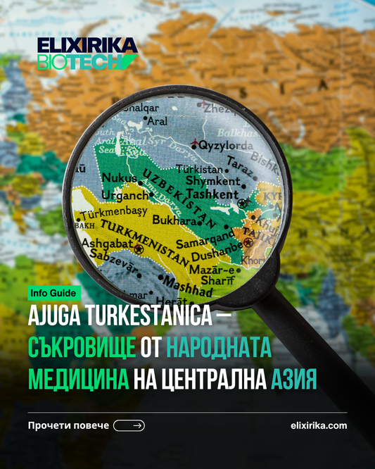 Ajuga turkestanica – съкровище от народната медицина на Централна Азия