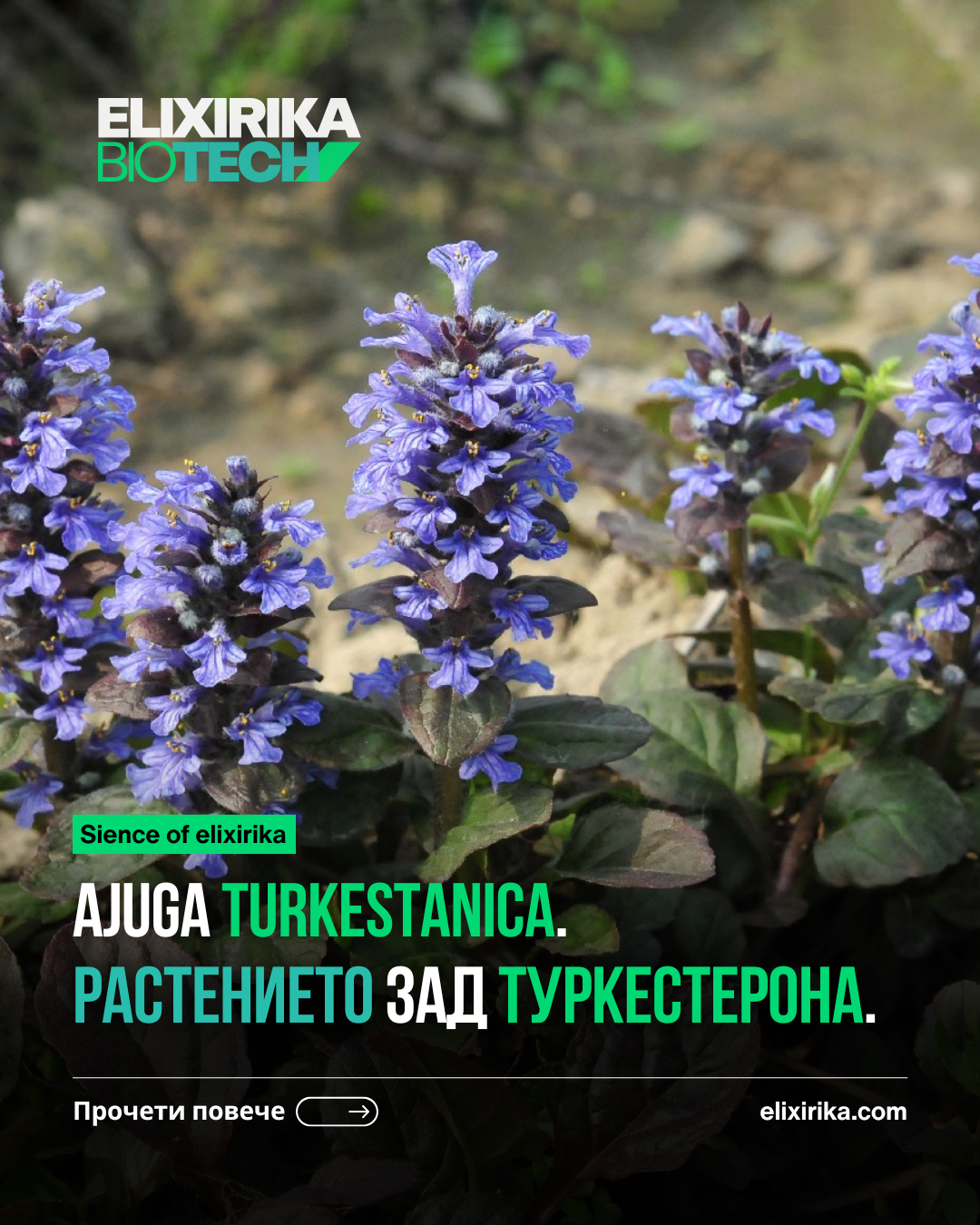 Ajuga turkestanica – естествен стимулатор за сила, възстановяване и защита на организма.
